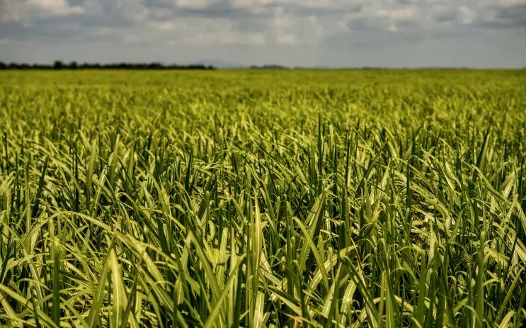 CNA debate alterações na Lei de Proteção de Cultivares